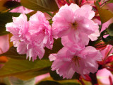 Cherry Blossoms