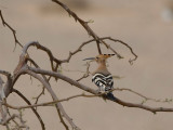 Eurasian Hoopoe - Hop