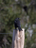 Austral Blackbird.jpg