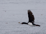 Red-faced Cormorant 2.jpg