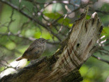 Southern Housewren.jpg