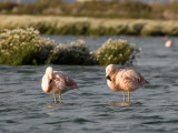 Chilean Flamingo 5.jpg