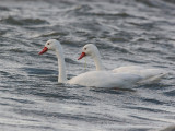 Coscobra Swan 3.jpg
