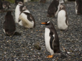 Gentoo Pinguin 3.jpg