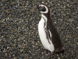 Magellanic Pinguin 5.jpg
