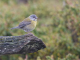 Patagonian Sierra-Finch 2.jpg