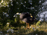 Red-gathered Coot 2.jpg