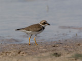 Semipalmated Plover - Amerikaanse Bontbekplevier