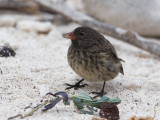 Large Groundfinch