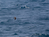 White-vented Stormpetrel
