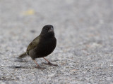 Black-faced grassquit - Maskergrondvink