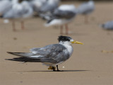 Crested Tern - Grote Kuifstern