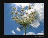 Queen Annes Lace