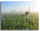webs and bales