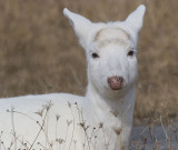 Seneca White Deer