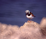 Ruddy Turnstone