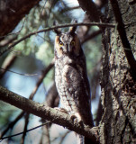 Long-eared Owl