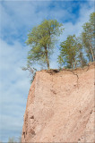 Trees on the Bluff