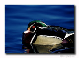 Drake Wood Duck