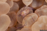 Bubble Coral Shrimp