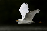 Snowy Egret pb.jpg