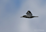 Belted Kingfisher pb.jpg