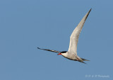 Common Tern 2 pb.jpg
