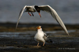 Common terns pb.jpg