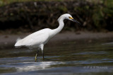 Snowy Egret 3 pb.jpg