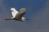 Snowy Egret 2 pb.jpg