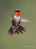 Ruby Throated Hummingbird 3 pb.jpg