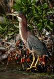 Green Heron pb.jpg