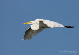 Great Egret pb.jpg