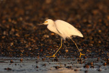 Snowy Egret 2.jpg