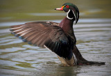 Wood duck pb.jpg