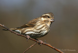 Female Purple Finch pb.jpg