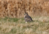 Northern Harrier pb.jpg