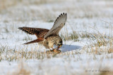 American Kestrel 3 pb.jpg