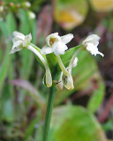 Platanthera clavellata - Club-spur Orchid 8909b.jpg