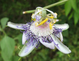 Passiflora incarnata - Passion Flower