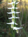 Spiranthes longilabris