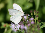 Great Southern White