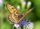 Theona Checkerspot upper.