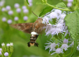 sphinx moth