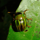 Beetle