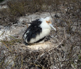 Great Frigatebird Juvenile