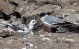 Swallow-tail Gull & Chck