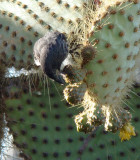 Cactus-finch Santa Cruz