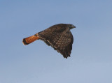 dark morph Red-tailed Hawk