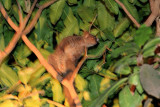 Greater Bushbaby